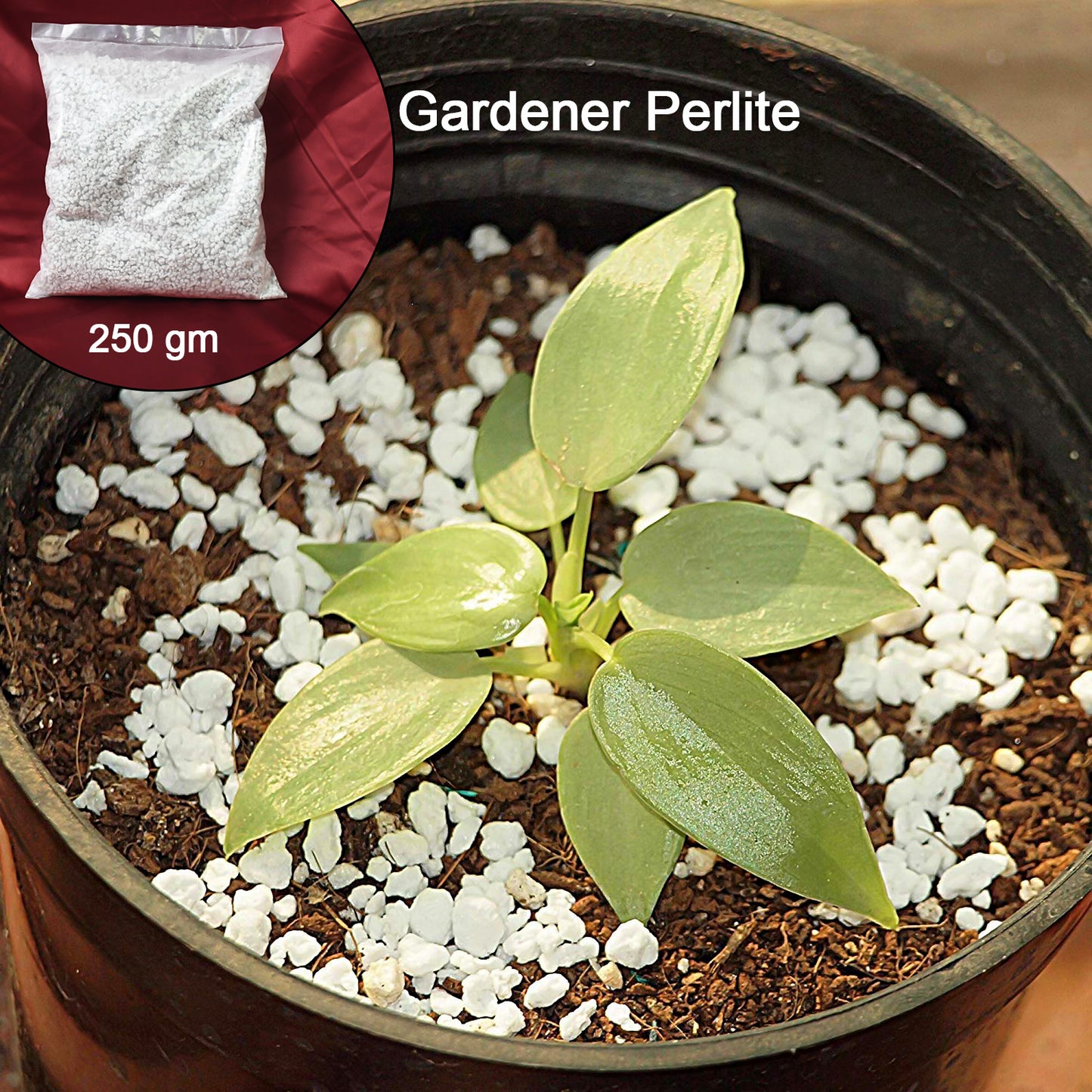 Paradise Perlite For Hydroponics Amp Horticulture Terrace Gardening Soil Conditioner (250 Gm) - Happy Price - Image 2